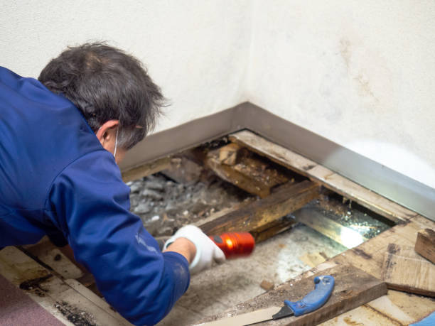 Best Post-Flood Mold Remediation in St Johns, AZ