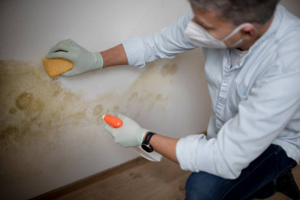 Best Post-Flood Mold Remediation in St Johns, AZ