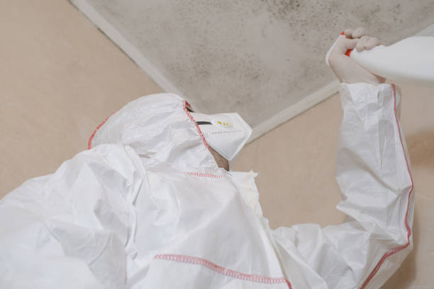 Best Basement Mold Remediation in St Johns, AZ