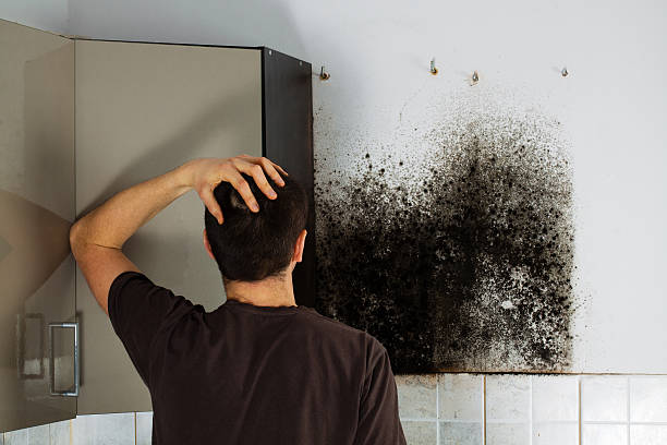 Best Emergency Mold Remediation in St Johns, AZ